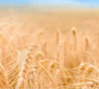 农业农村部关于加快农业全产业链培育发展的指导意见 　　　　　　　　　　　　　　　