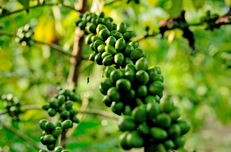 万宁兴隆隆苑咖啡庄园