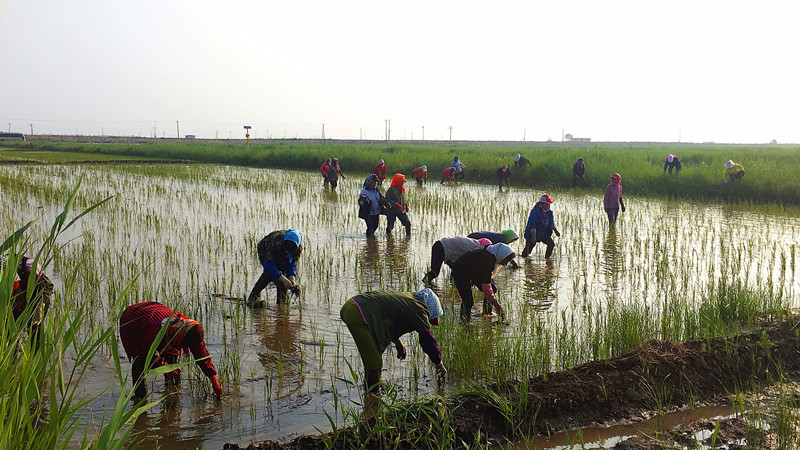 盘锦辽东湾农垦集团有限公司